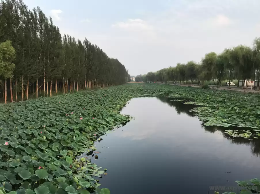 白洋淀旅游景点推荐：探寻水乡风光与红色记忆 任丘白洋淀旅游 白洋淀风景 白洋淀一日游 任丘白洋淀景点 白洋淀水乡风光 白洋淀游玩攻略 第4张