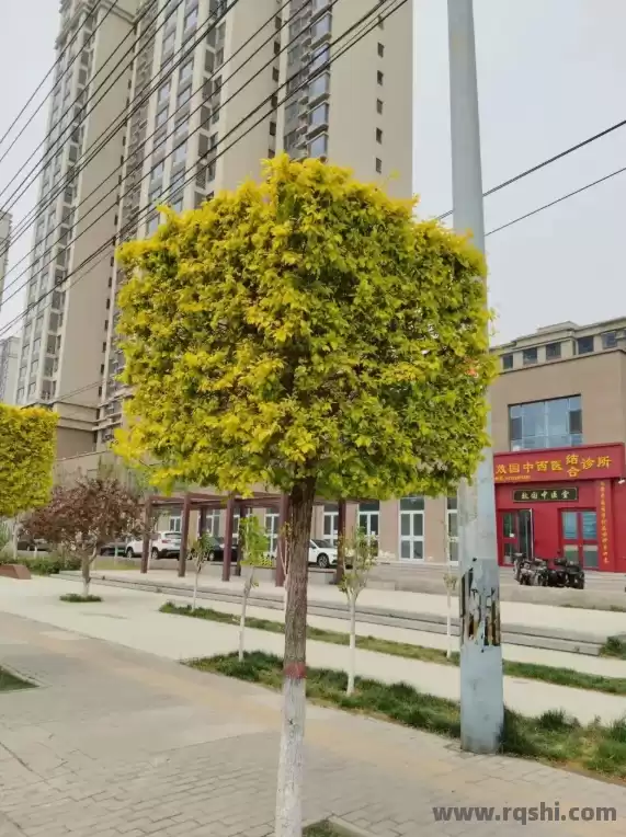 金叶榆方形景观树扮靓任丘北站东路，创意绿化成城市新名片