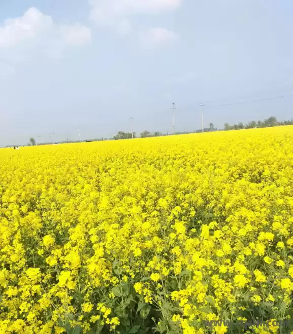 任丘油菜花：金色浪潮里的乡村振兴诗篇 任丘油菜花 花海经济 农文旅融合 生态旅游 美丽乡村 第1张