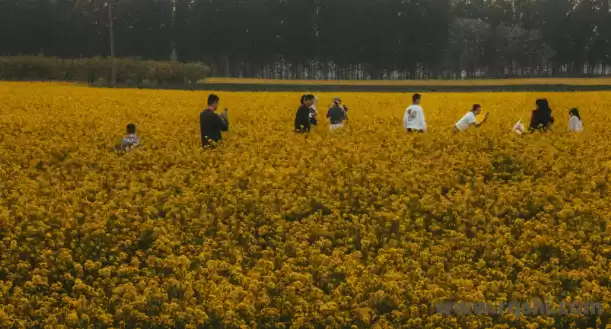 任丘油菜花：金色浪潮里的乡村振兴诗篇 任丘油菜花 花海经济 农文旅融合 生态旅游 美丽乡村 第2张